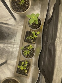 four potted plants in a grow tent