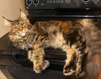 a long haired cat laying on top of a stove