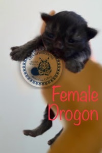 a black kitten with the words female dragon on it