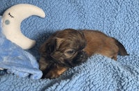 a brown and black puppy laying on a blue blanket