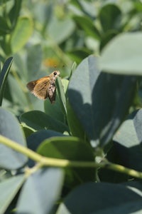 a brown butterfly is sitting on a leaf