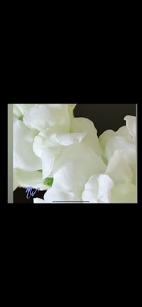 white tulips on a black background