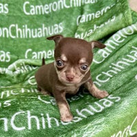 chihuahua puppy on a green blanket