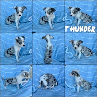 a collage of pictures of a dog in different poses