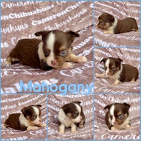 chihuahua puppies for sale - chihuahua puppies for sale - chihu