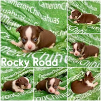 rocky road chihuahua puppies