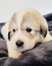 a small white and brown puppy laying on a blanket