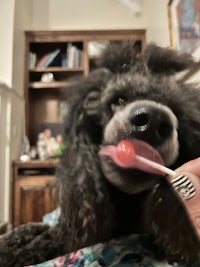 a black dog licking a lollipop