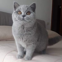 a grey cat standing on top of a bed