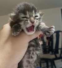 a kitten is being held up in a person's hand
