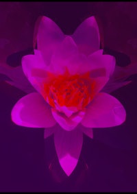 a purple lotus flower on a dark background