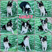 lucky, an adoptable chihuahua in houston, texas