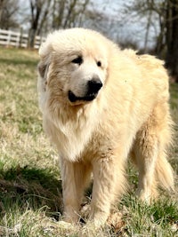 a large white dog standing in the grass