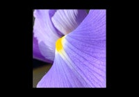a close up of a purple iris flower