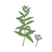 an illustration of a plant with pink flowers