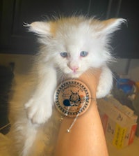 a white kitten sitting on a person's wrist