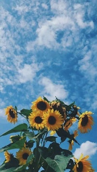 sunflowers in front of a blue sky with clouds