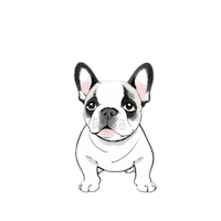 a white and black french bulldog sitting on a black background