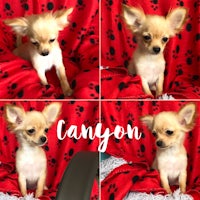 four pictures of a small chihuahua sitting on a red blanket