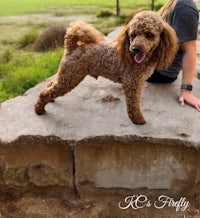 a woman is sitting on a stone wall with a brown poodle
