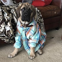 a dog wearing a plaid shirt on the floor