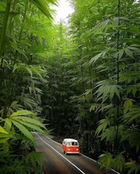 a van driving through a forest full of marijuana plants