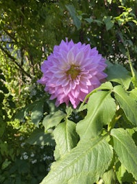 a pink dahlia flower in a garden