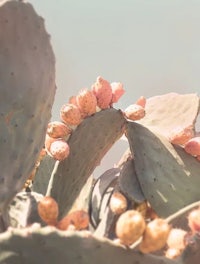 a close up of a prickly cactus
