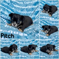 chihuahua puppies for sale - pittsburgh, pennsylvania