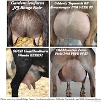a series of pictures of a cow's genitals