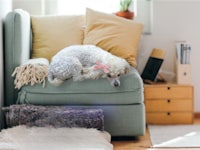 a white poodle sleeping on a couch in a living room