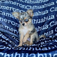 a small chihuahua puppy sitting on a blanket
