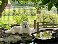 a white dog sitting on a bridge in a pond