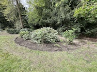 a garden with trees and shrubs in it