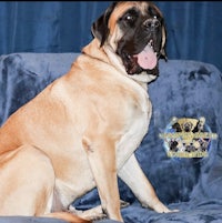 a large dog sitting on a blue couch