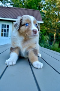 a puppy with blue eyes sitting on a wooden deck