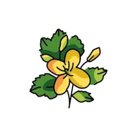 a yellow flower with leaves on a white background