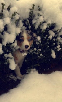 a dog is hiding behind a bush in the snow