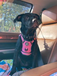 a black dog sitting in the back seat of a vehicle