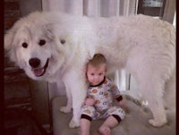 a baby is sitting next to a large white dog