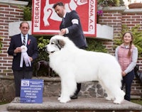 a man is standing next to a large white dog