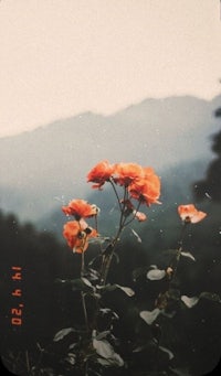 a photo of orange flowers in front of a mountain
