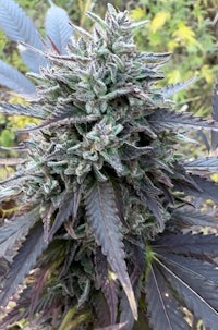 a close up of a cannabis plant with dark green leaves