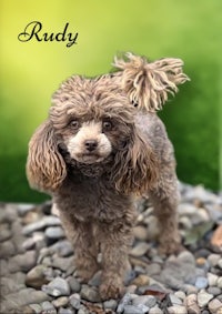 a brown poodle standing on rocks with the word rudy