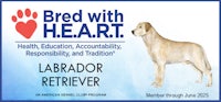 breed with heart labrador retriever