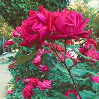 a group of red roses in a garden