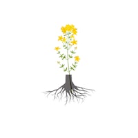 a yellow flower with roots on a white background