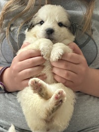 a girl is holding a white puppy in her hands