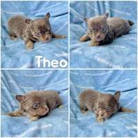 theo chihuahua puppies for sale