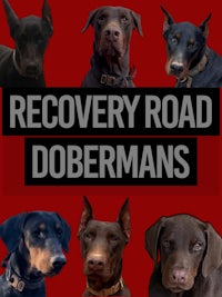 recovery road dobermans